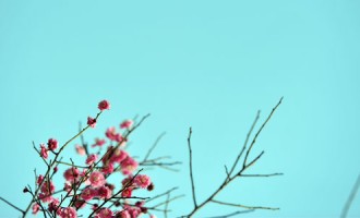 桃花劫