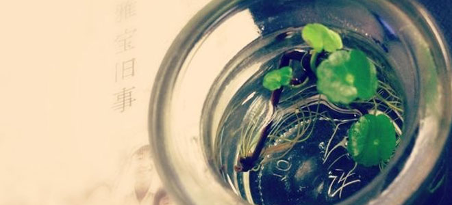 张郞郞：大雅宝旧事