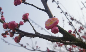 一花一叶一世界
