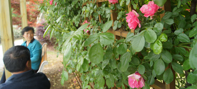SONY DSC