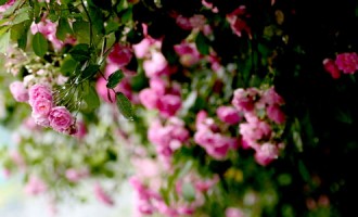 娄东新村：小城花语是从容