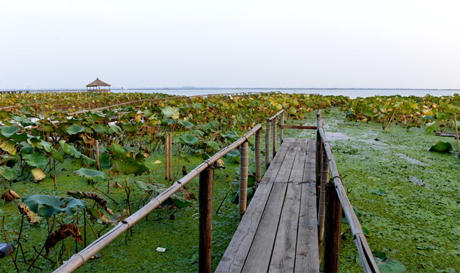 莲花岛