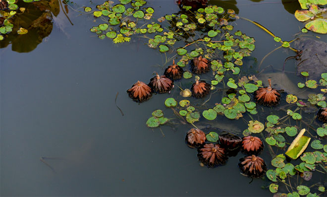 莲花岛