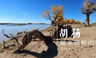 胡杨：弱水河畔的爱情