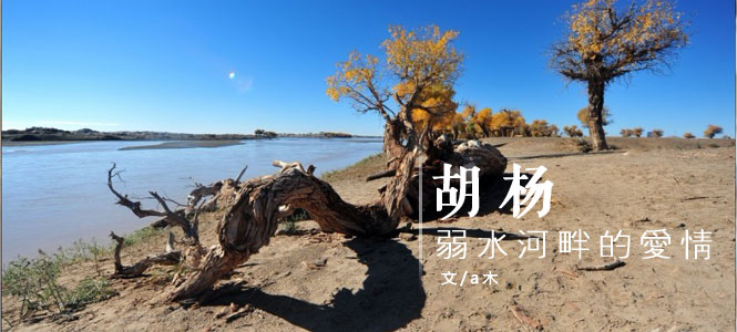 胡杨：弱水河畔的爱情