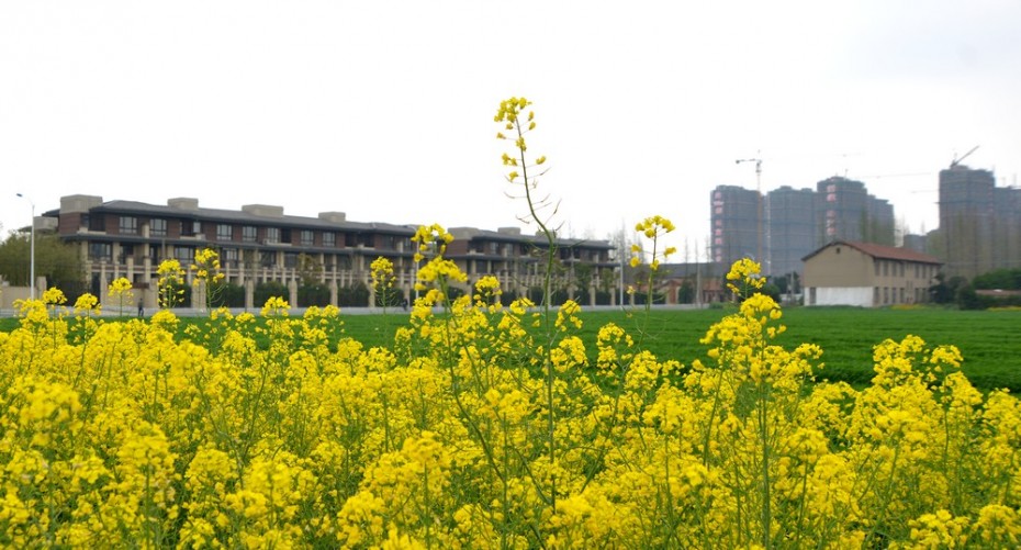 南郊：被蚕食的油菜花