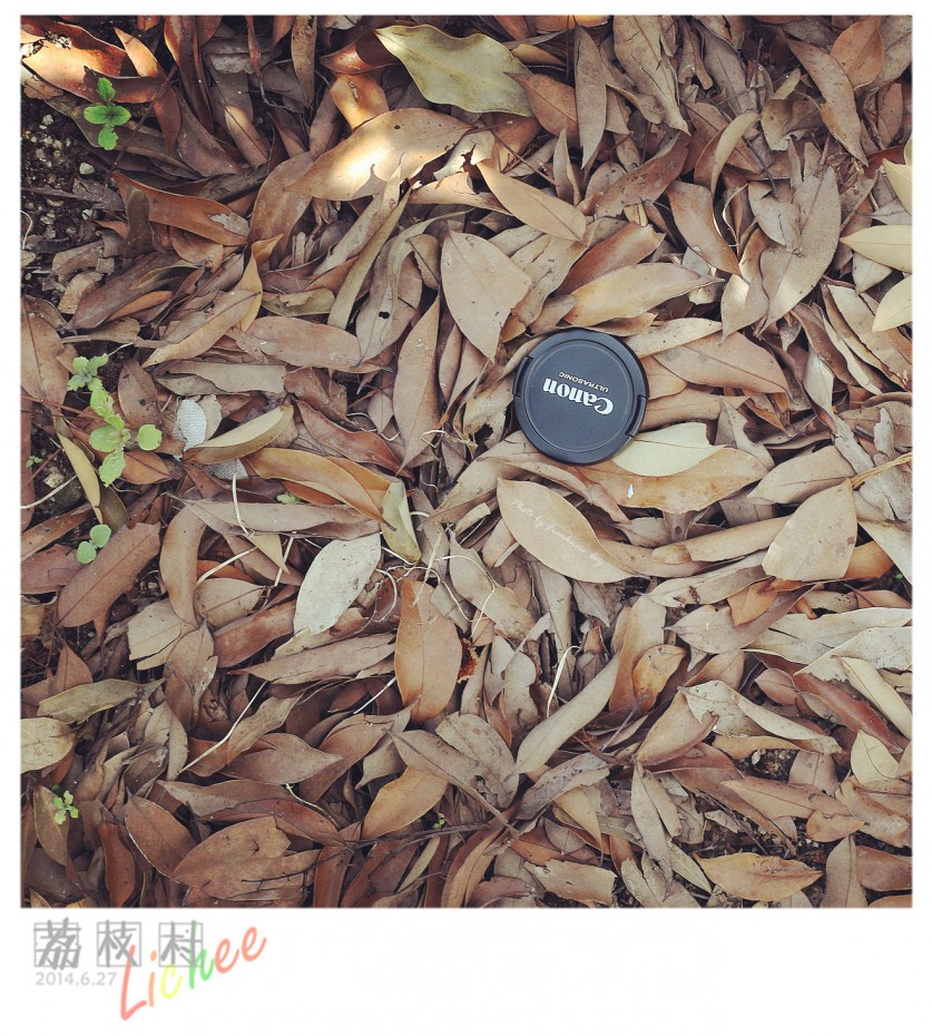 荔枝村