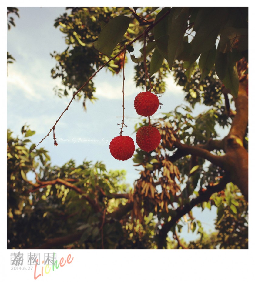 荔枝村