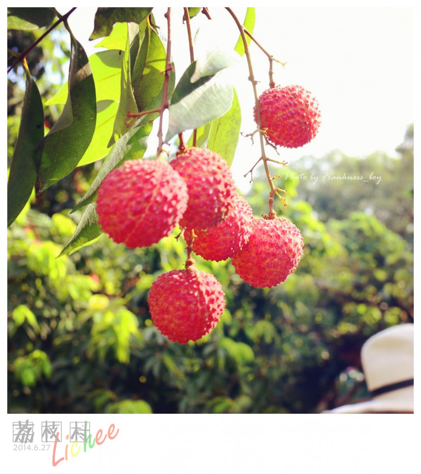 荔枝村