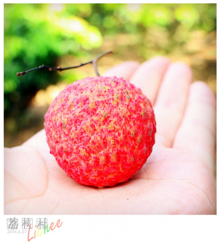 荔枝村