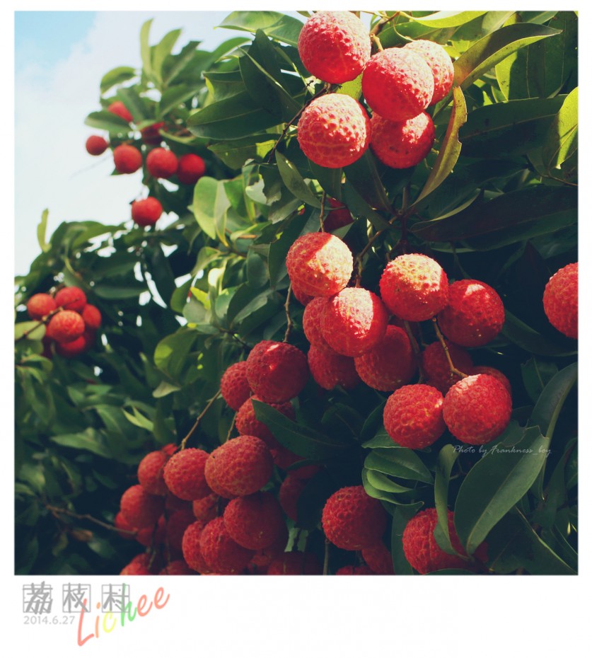 荔枝村
