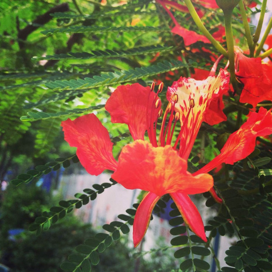 夏の门：一花一叶一深味