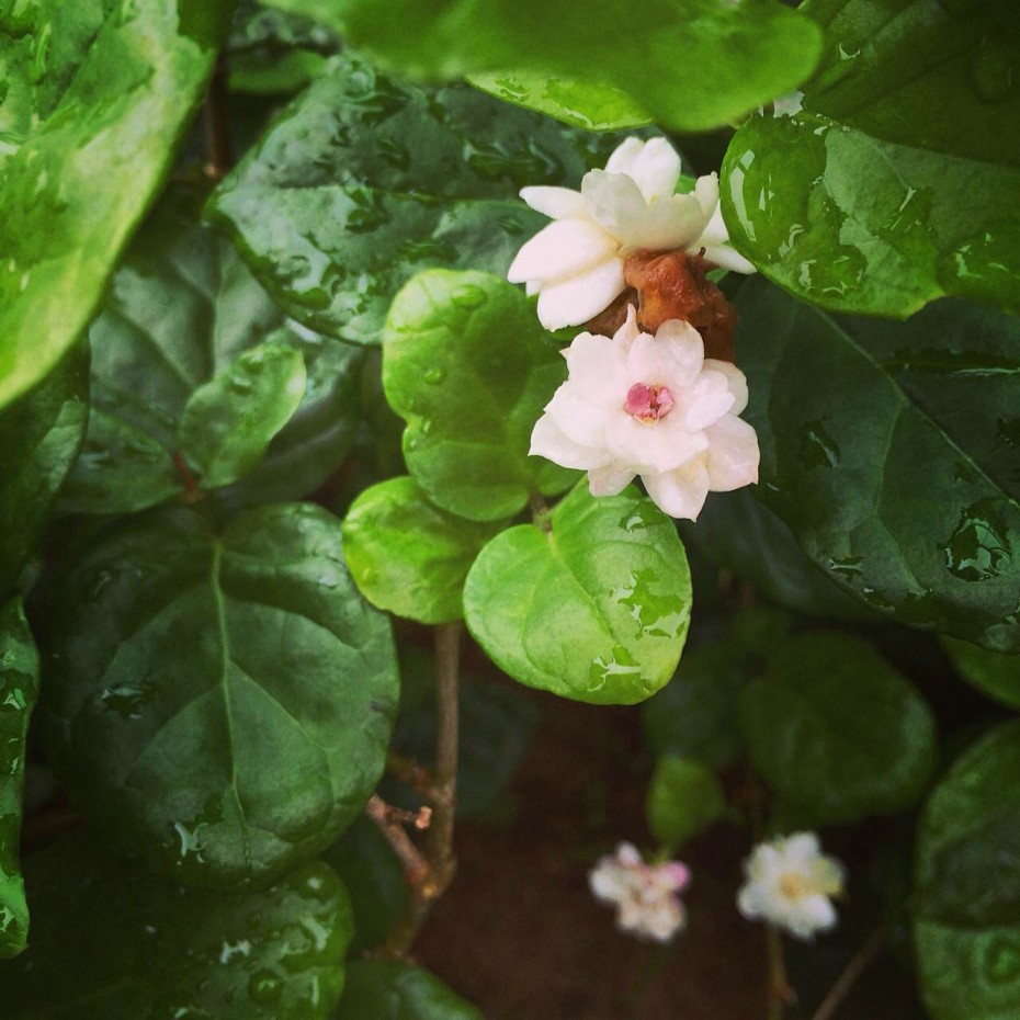 夏の门：一花一叶一深味