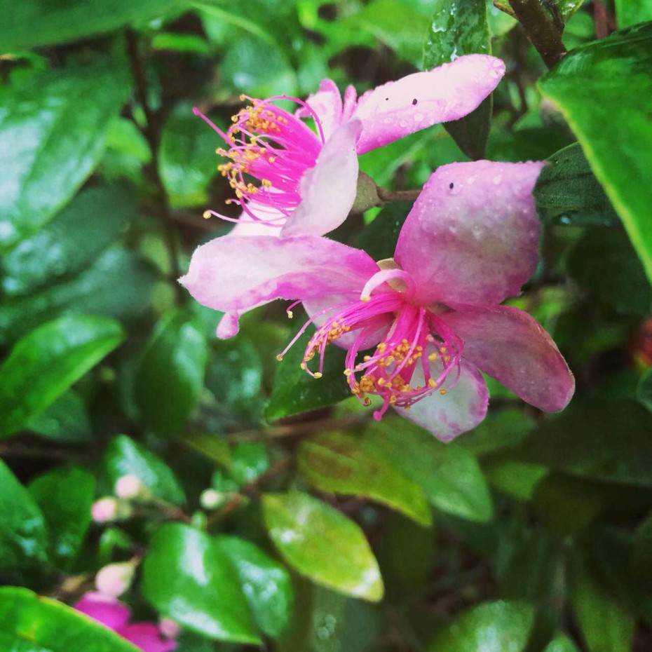 夏の门：一花一叶一深味