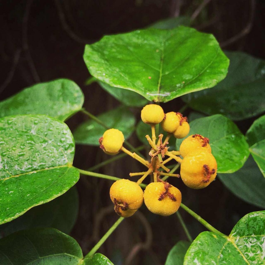 夏の门：一花一叶一深味
