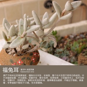 福耳兔