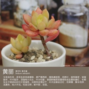 黄丽