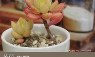 多肉生活馆：黄丽