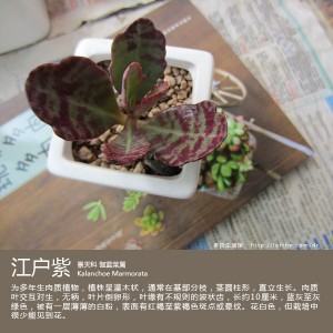 多肉生活馆：江户紫