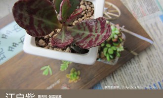 多肉生活馆：江户紫