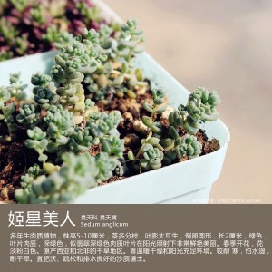 多肉生活馆：姬星美人