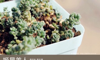 多肉生活馆：姬星美人