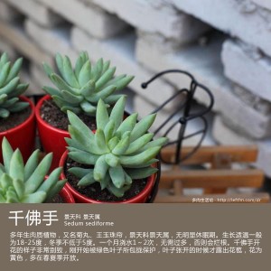 千佛手