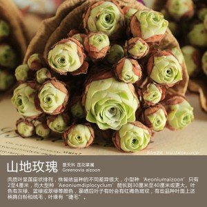 多肉生活馆：山地玫瑰