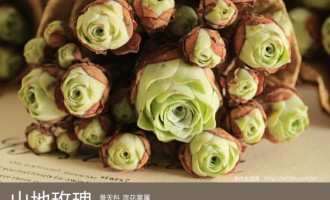 多肉生活馆：山地玫瑰