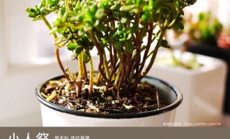 多肉生活馆：小人祭