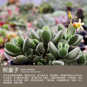 多肉生活馆：熊童子