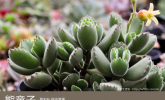 多肉生活馆：熊童子