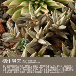 多肉生活馆：德州景天