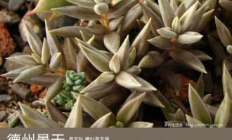 多肉生活馆：德州景天