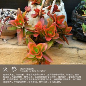 多肉生活馆：火祭