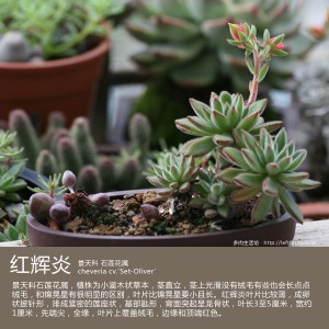 多肉生活馆：红辉炎