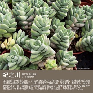 多肉生活馆：纪之川
