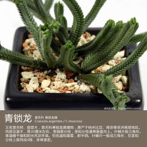 多肉生活馆：青锁龙
