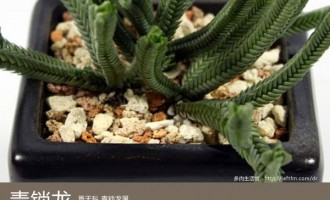 多肉生活馆：青锁龙