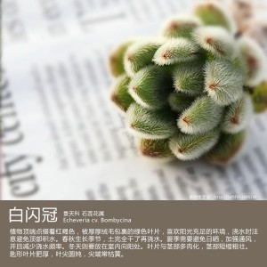 多肉生活馆：白闪冠