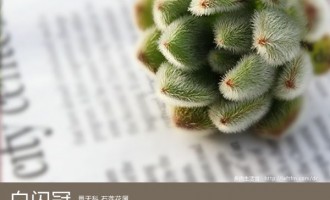 多肉生活馆：白闪冠