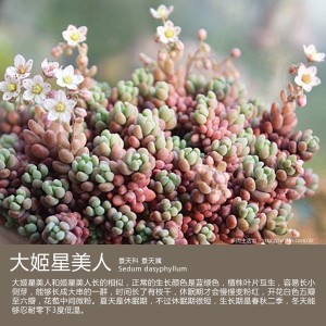 多肉生活馆：大姬星美人