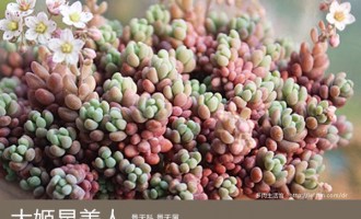 多肉生活馆：大姬星美人