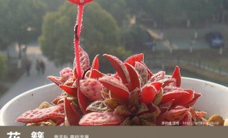 多肉生活馆：花簪