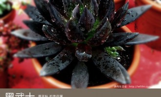 多肉生活馆：黑武士