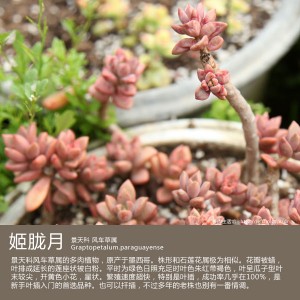 多肉生活馆：姬胧月