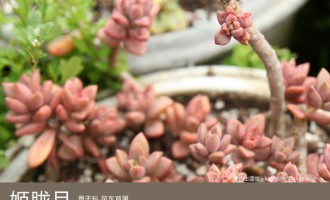 多肉生活馆：姬胧月