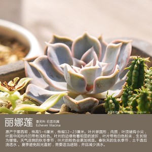 多肉生活馆：丽娜莲