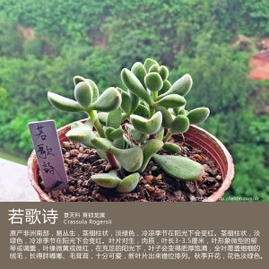 多肉生活馆：若歌诗