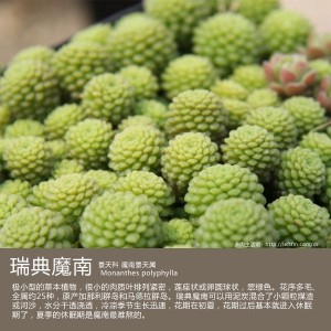 多肉生活馆：瑞典魔南